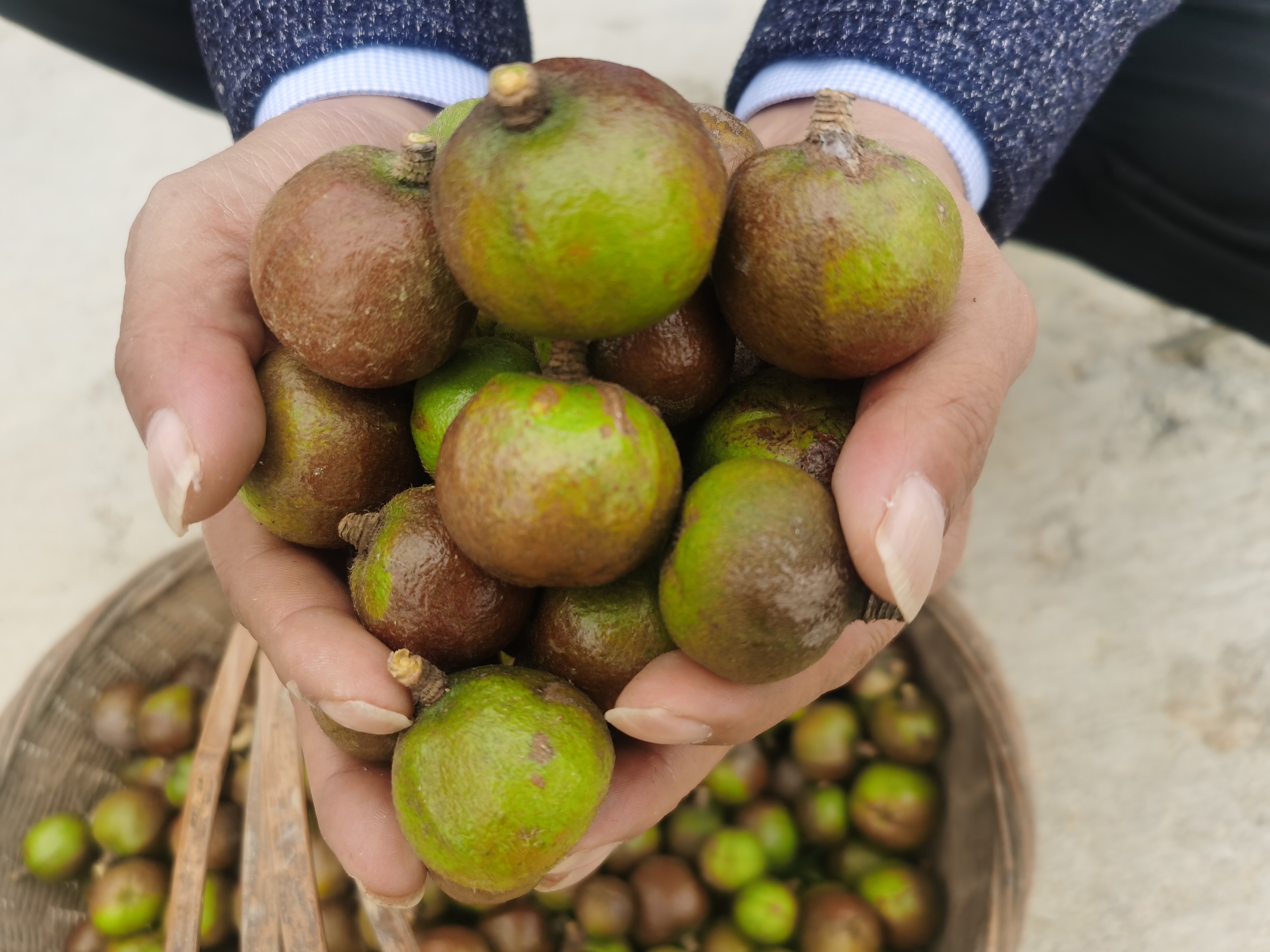 油茶果.jpg